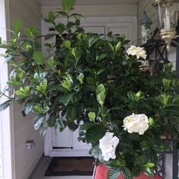 This is my beautiful Gardinia tree which I bought @ Margaret's florist In Miller Place. Great shop This is my beautiful Gardinia tree which I bought @ Margaret's florist In Miller Place. Great shop