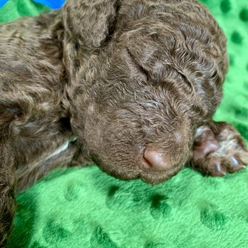 L & Z Goldendoodles - Pierre Male
Chocolate phantom - Pet Breeders Near Me L & Z Goldendoodles - Pierre Male
Chocolate phantom - Pet Breeders Near Me