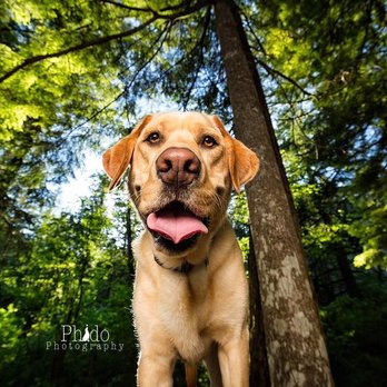 Phido Photography - Buddy the Lab - Pet Photography Near Me