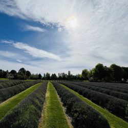 Wanaka Lavender Farm