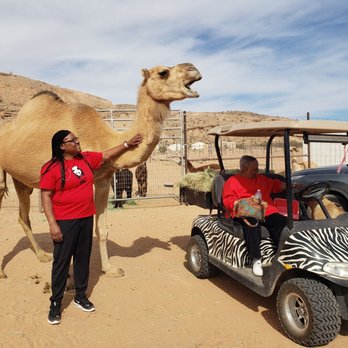 Camel Safari - Such amazing animals - Zoos Near Me - Bunkerville, Nevada