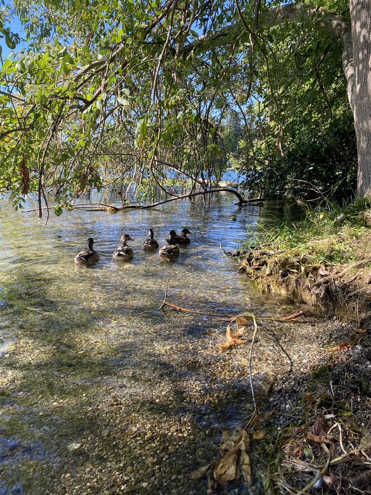 SPANAWAY PARK Updated August 2024 56 Photos & 14 Reviews 15588