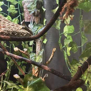 San Diego Reptile - The awesome waterfall idea I picked up from her. - Reptile Shops Near Me - Imperial Beach, California San Diego Reptile - The awesome waterfall idea I picked up from her. - Reptile Shops Near Me - Imperial Beach, California
