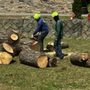 Photo of Tree Service N More