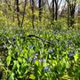 Photo of Mather Woods