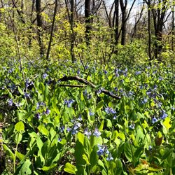 Mather Woods - Bluebells in spring!