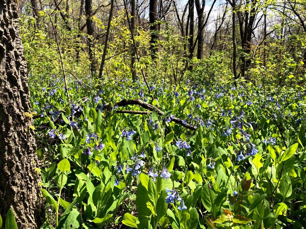 MATHER WOODS Updated September 2024 22 Photos 25032 West Renwick