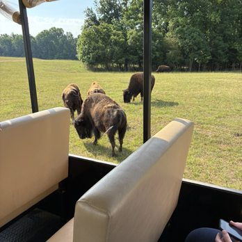 Georgia Safari Conservation Park - Bison - Zoos Near Me - Madison, Georgia