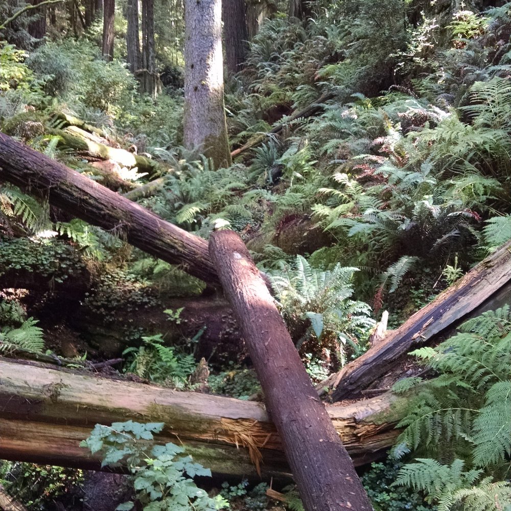 Redwood Park - Our amazing forest - Parks Near Me - Arcata, California Redwood Park - Our amazing forest - Parks Near Me - Arcata, California