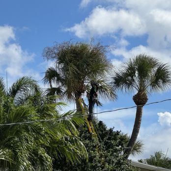 St Pete Tree Service - Palm trimming in st pete - Tree Services Near Me St Pete Tree Service - Palm trimming in st pete - Tree Services Near Me