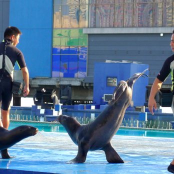 Manila Ocean Park - Aquariums Near Me - Manila, NCR Manila Ocean Park - Aquariums Near Me - Manila, NCR