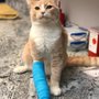 Photo of Companion Animal Hospital Mount Prospect