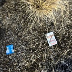 Middlesex Apartment Management - Middlessex Mgmt does Not Clean grounds