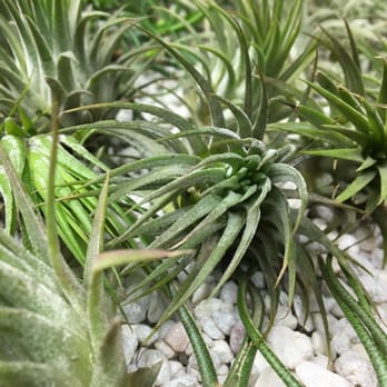 Hammer + Vine - Air Plants - Home Decor Near Me - Portland, Oregon Hammer + Vine - Air Plants - Home Decor Near Me - Portland, Oregon