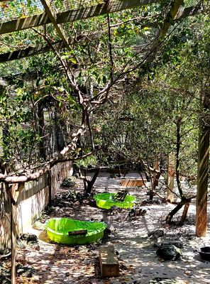 Wild Bird Sanctuary - Florida Keys Wild Bird Center by null