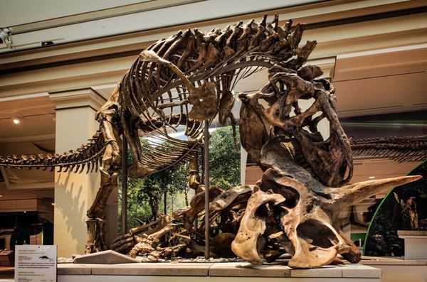 Smithsonian National Museum of Natural History by null Smithsonian National Museum of Natural History by null