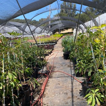 Blue and Green Nursery - various plants - Nurseries & Gardening Near Me - Royal Oaks, California