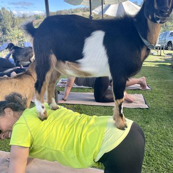 Maui Goat Yoga - Animal Assisted Therapy Near Me - Kula, Hawaii Maui Goat Yoga - Animal Assisted Therapy Near Me - Kula, Hawaii