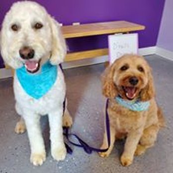 D'tails Dog Grooming - Pet Groomers Near Me - Brunswick, Maine D'tails Dog Grooming - Pet Groomers Near Me - Brunswick, Maine
