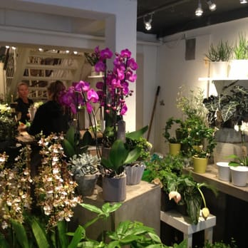 Fiol Blomster - Smukke orkidéer - Florists Near Me - Copenhagen, 84 Fiol Blomster - Smukke orkidéer - Florists Near Me - Copenhagen, 84