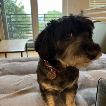 And Your Little Dog Too - Post groom - Pet Groomers Near Me - Aurora, Colorado And Your Little Dog Too - Post groom - Pet Groomers Near Me - Aurora, Colorado