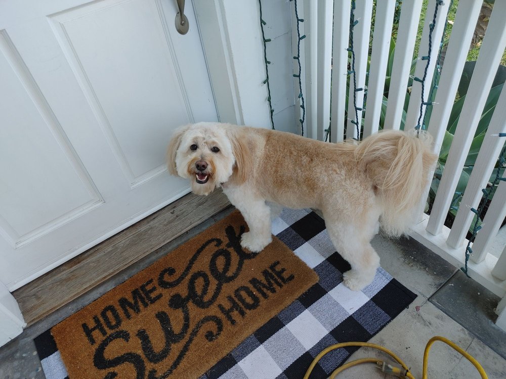 MOBILE PET GROOMER PAWS Updated September 2024 167 Photos & 18