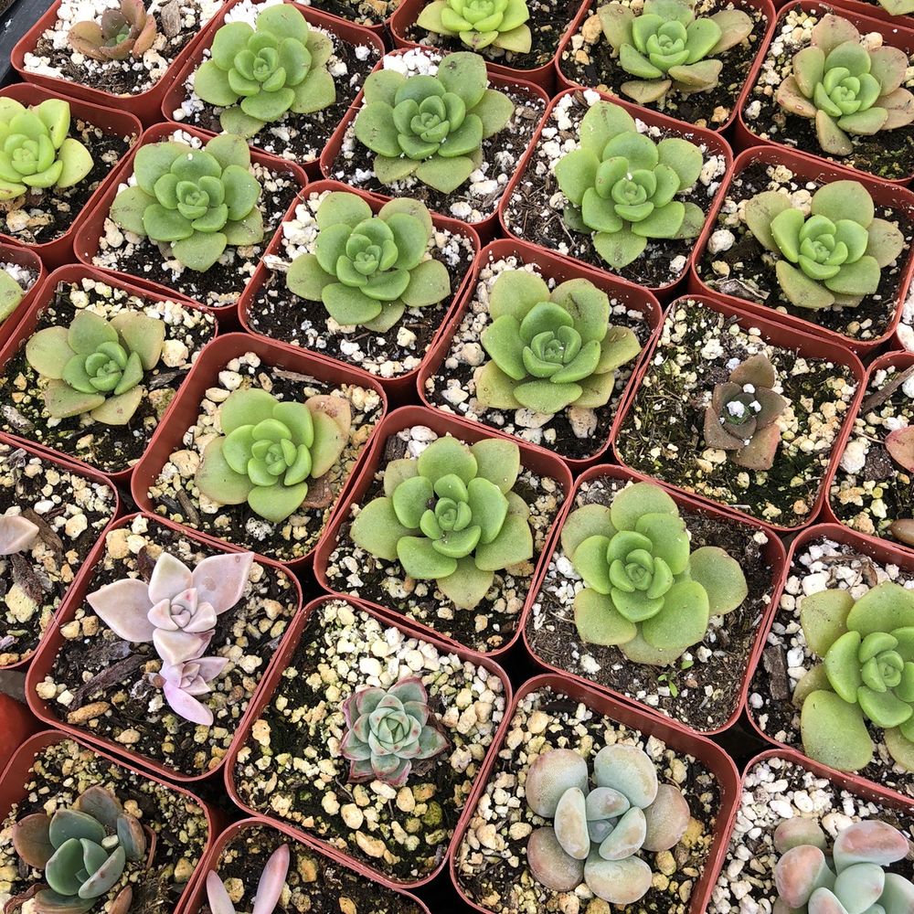 Rojas Succulents and Cacti - Nurseries & Gardening Near Me - Fallbrook, California Rojas Succulents and Cacti - Nurseries & Gardening Near Me - Fallbrook, California