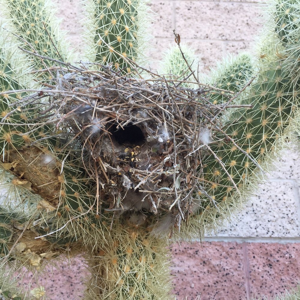 Horizon Crest Park - Birds nest in cactus - Parks Near Me - Henderson, Nevada Horizon Crest Park - Birds nest in cactus - Parks Near Me - Henderson, Nevada