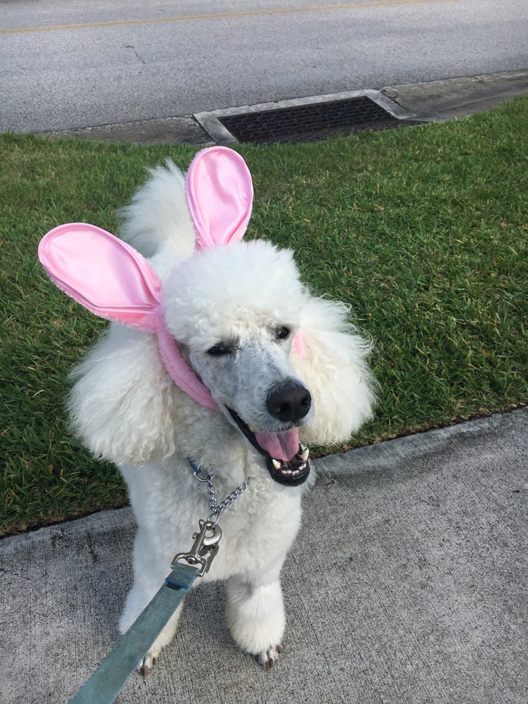 PET SITTER PLUS 5015 Fairways Cir, Vero Beach, Florida Dog Walkers Phone Number Yelp