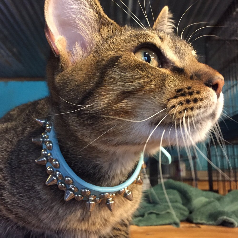Poochie Parlor - The Cat! Love the cat! - Pet Sitting Near Me - Trinity, Texas Poochie Parlor - The Cat! Love the cat! - Pet Sitting Near Me - Trinity, Texas
