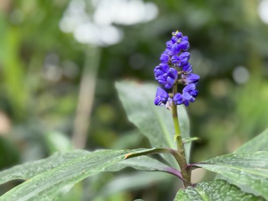 Muttart Conservatory by null