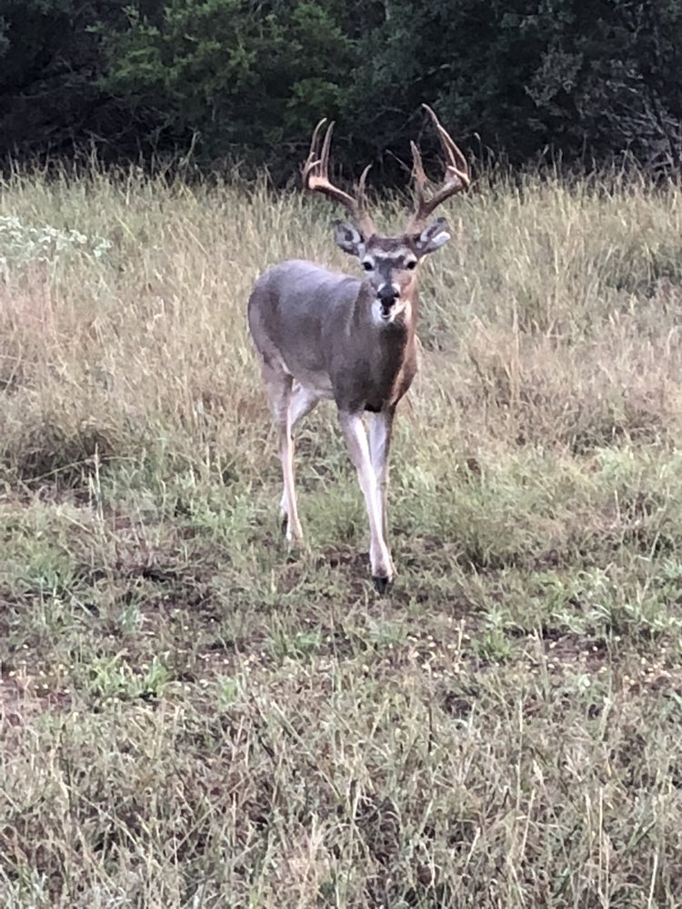 Highland Lakes Taxidermy - taxidermy in Marble Falls, TX