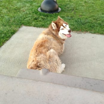 Marlin Pound Neighborhood Park - Waiting for buddies to play with ): - Dog Parks Near Me - Livermore, California Marlin Pound Neighborhood Park - Waiting for buddies to play with ): - Dog Parks Near Me - Livermore, California
