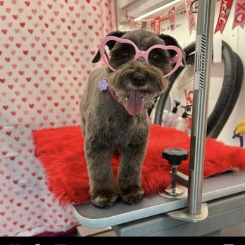 Rosie’s Paw Spa - Pet Groomers Near Me Rosie’s Paw Spa - Pet Groomers Near Me