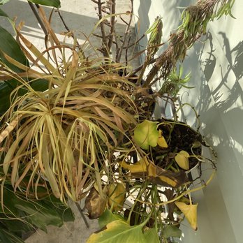 Quality Pest Services - Pest Control Near Me - Anaheim, California