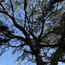 Emerald View Tree Service - Oak Tree