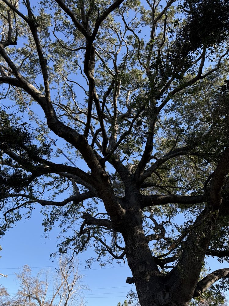 Emerald View Tree Service - tree service in San Jose, CA