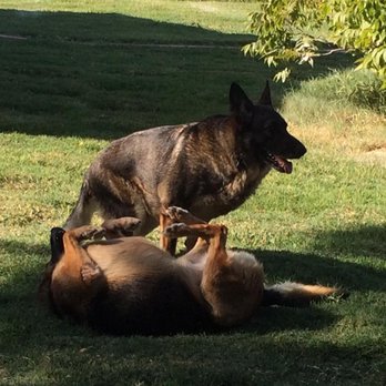 Country Paws Boarding Hotel - Lady and Gypsy - Pet Sitting Near Me - Kaufman, Texas