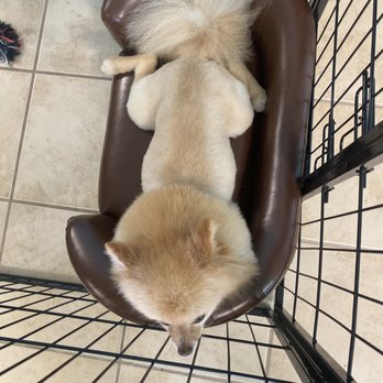 Petcrafter - Pomeranian Lion Cut - soooo comfy waiting for his owner! - Pet Groomers Near Me - New Port Richey, Florida Petcrafter - Pomeranian Lion Cut - soooo comfy waiting for his owner! - Pet Groomers Near Me - New Port Richey, Florida