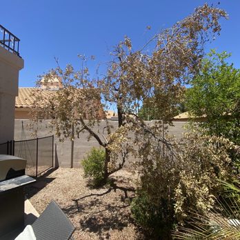 Open View Landscape And Tree Service - Before: the dying bottlebrush tree. - Tree Services Near Me Open View Landscape And Tree Service - Before: the dying bottlebrush tree. - Tree Services Near Me