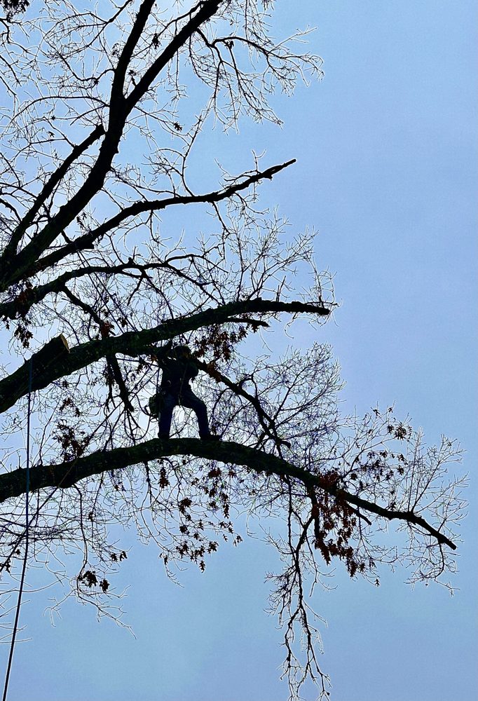 Sunset Tree Services - tree service in San Antonio, TX