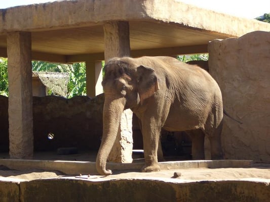 Honolulu Zoo by null