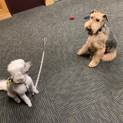 scrubby dogs mobile pet grooming