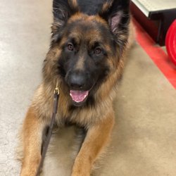 Spirited K9 - Bear in public training session being a good boi.
