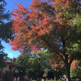 Changing of the leaves,  October 18th