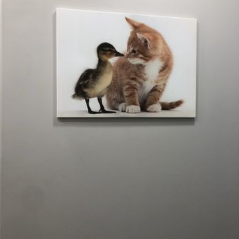 Binford Pet Wellness Clinic - Cute photo in the exam room! - Veterinarians Near Me - Indianapolis, Indiana
