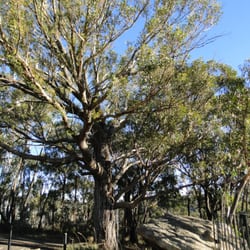 Bracey Lookout - Massive tree close to view and carpark Good spot for a picnic
