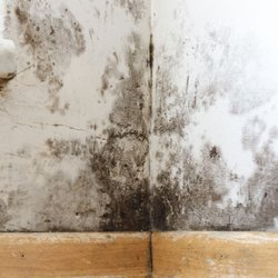 Fusion Environmental Group - Image showing mold on interior wall above baseboard.
#mold #moldinspection #moldtesting #iaq
