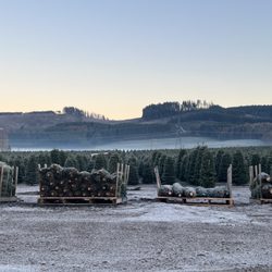 Lamb's Christmas Trees, Fairfieid