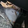 Photo of Flawless Detailing